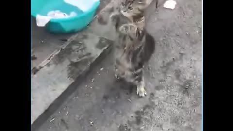 Cat funny dance video