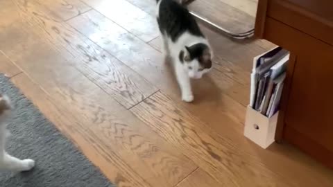 Cat scares other cat