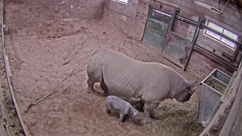 Nacimiento de un extraño rinoceronte bebé y sus primeros pasos captados en cámara