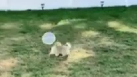 A beautiful cat is playing on the field with a balloon ...Funny Moment**Lets Enjoy