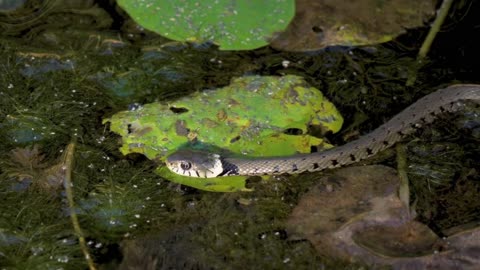 10 dangerous snakes in the world