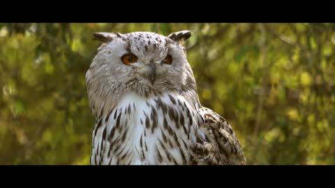 Mother Owl Watches Over Newborn as They Eat Breakfast