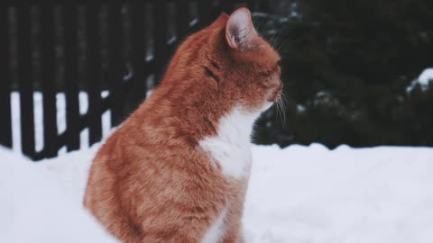 Red and white cat.