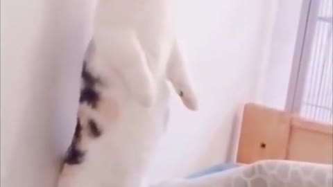 OMG So Cute Cats ♥ Best Funny Cat Videos