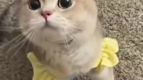 Cute Cat _ Cute Pets Funny Animals Compilation #shorts #64