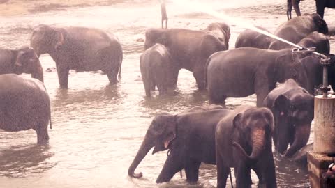 elephants taking bath in pinnawala orphanage in sri lanka super slow motion