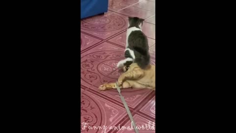 Funny cat and dog videos try not to laugh