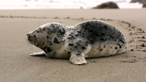 Seal On the Beach