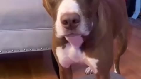 Hilarious doggy sits in a very distinguished manner