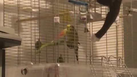 Caring Kitty Shoos Bird Bud Back into Cage