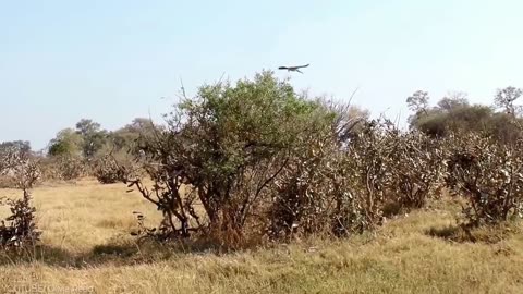 THE MOST AMAZING EAGLE ATTACKS EVER CAUGHT ON CAMERA