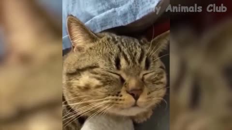 Best Funny Animal Videos 2022