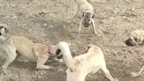 Dasi Daog Fight Scene | funny moments 😄 | dog 🐕 and cat 🐈