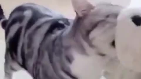 Cute cat training video