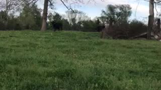 Bovines in the pasture