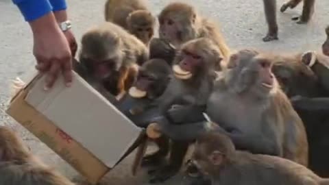 A kind man feed monkey