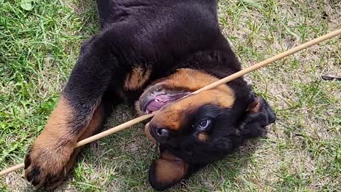 Panda Bear Rottie