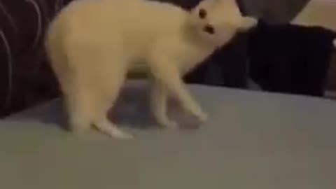 Cat jump on floor funny videos,dog meet you