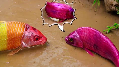 Satisfying Video Stop Motion ASMR Colorful Rainbow Carp Laying Golden Eggs Fun Primitive Experiment