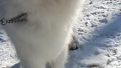 Samoyed loves snow