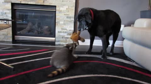 Old dog and raccoon play tug-of-war