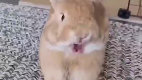 Love the singing rabbit