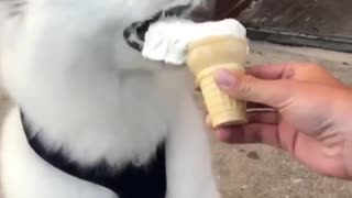 It's ice cream time for this adorable samoyed puppy