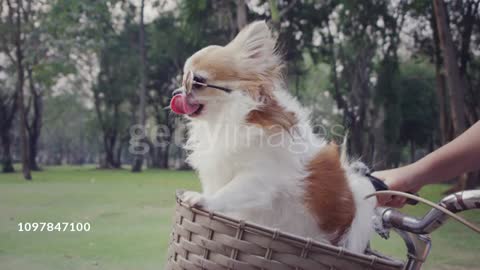 Chihuahua dog with sunglasses on bicycle basket