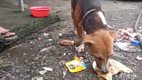 Feeding Biscuits and food to street dog I SPTR shorts.