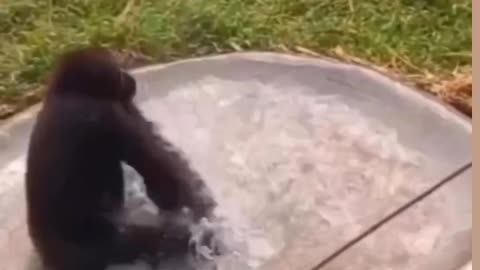 Funny animals it's getting very hot cold cold water
