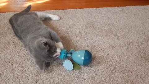 Funny Cats Videos - Cats Reaction To New Spinning Dizzy Toy