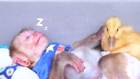 Satisfying video Cute animals -Zozo Monkey hangs clothes in the toilet and sleeps with the duckling