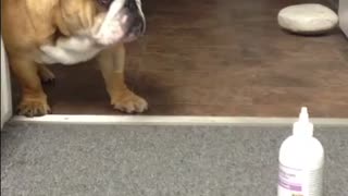 English Bulldog puppy reacts to ear cleaning bottle