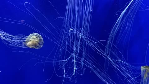 Group of Jellyfish Swimming Underwater