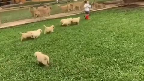 8 fluffy puppies adorably attacks kid