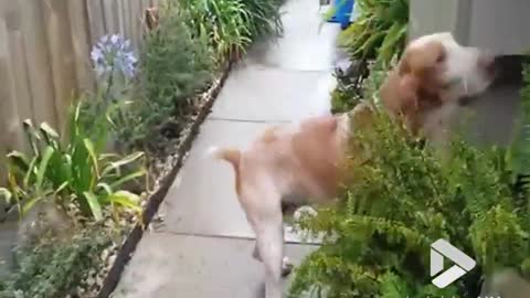 Dog loves chasing bubbles