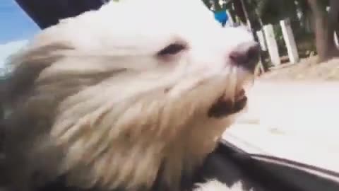 White dog sticking its head out the window