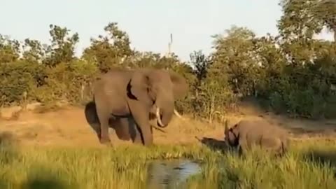 Compilation video of wild elephant attacks with immense strength, massive tusks