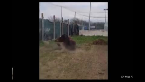 Horse taking a tumble