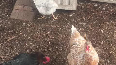 Meet the chickens. Swedish Flower Hens, Black Copper Maran, and an Easter Egger rooster.