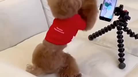 Dog playing tiktok