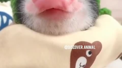 funny pig baby with his nose taking