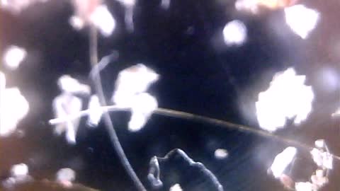 Morgellons hydrogel worms nano tech self ensemble