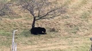 Bear in the Apple Tree