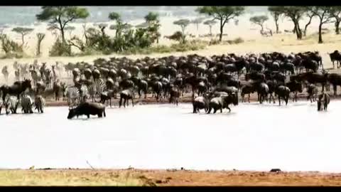 Animals 10 zebras and elephants drink water in the river