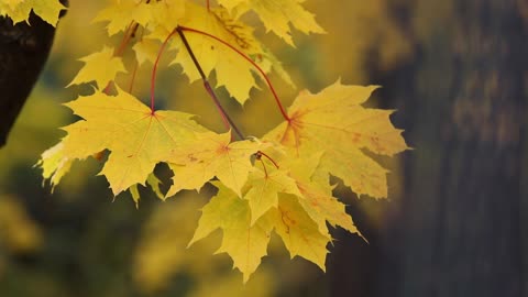 Maple - Falling Leaves Autumn