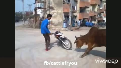 Funny animal attack videos