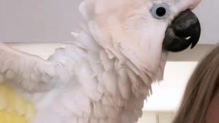 Marni the White Fluffy Cockatoo Rambles