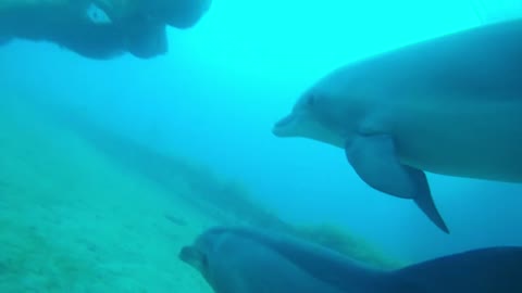Dolphins swimming in the Red Sea, Eilat Israel 1