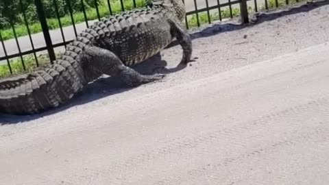 Giant Alligator bends metal fence w hile forcing it's way through